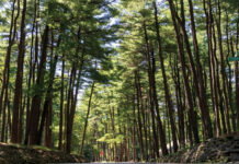 The Wooded Wonders Of Royal Pine Estates