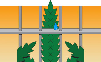 Indiana’s Long, Strange Trip With Marijuana