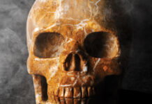 A Cool Head Worth Collecting